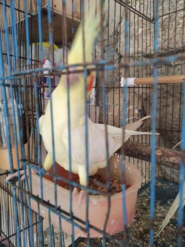 вольер для волнистых попугаев: Temiz lutino Korella bir ededi 60 azn Qirmizi göz lutino Nymph paraket — 12