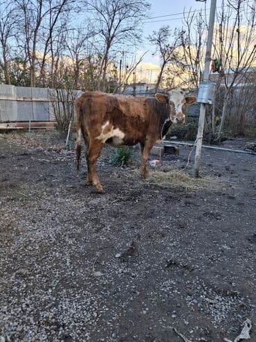 Gəmiricilər: Dişi, il: 4, Ünvandan götürmə — 2