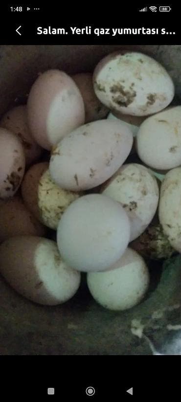 Linda qaz. yumurtasi 2.50azn
