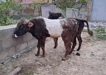 imişli mal bazarı: Dana, buzov, Erkək, ay: 1, 100 kq, Ətlik, Ünvandan götürmə, Ödənişli çatdırılma — 1