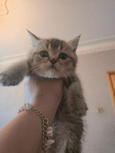 pişik 50 azn: Britan — 5