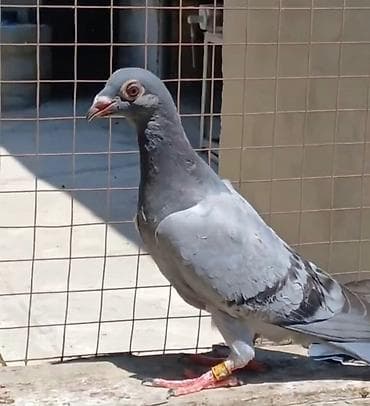 göyercin: 4 baş super poçta göyərçini satılır: 2 erkək, 2 maya. 🕊️ Belçika — 2