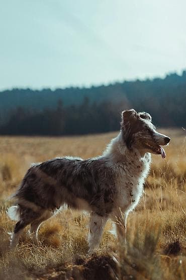 kangal iti satisi: Пастушья собака — 1