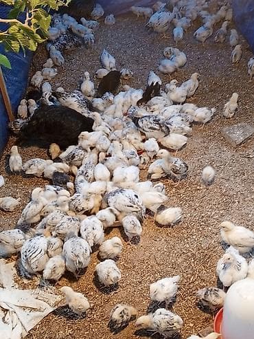 sevgi qusu: 1 aylıq və 20günlük serebrist cücələr satılır. 1 aylıq 2.50 azn 20 — 4