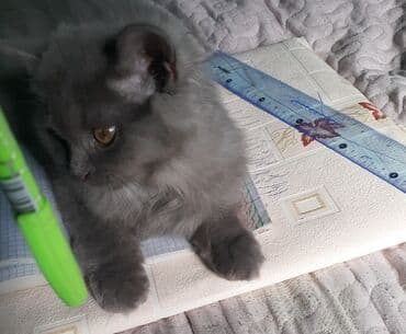 inek satışı: Satilir qiz pisiyidi 5ayliqdi oynayandi — 5