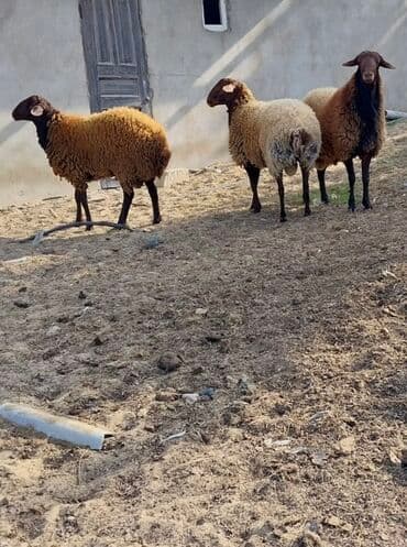 qoyunların qiyməti: Qoyunların üçüdə erkəydi ikisi 35 kilodan çox çəki verir biri isə 40 — 5