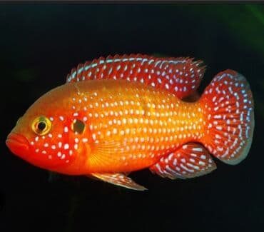 Cixlid balığı, Yırtıcı