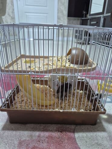 Dişi və erkək xomyaklar və 6 balası satılır.Kletka üstündə verilir