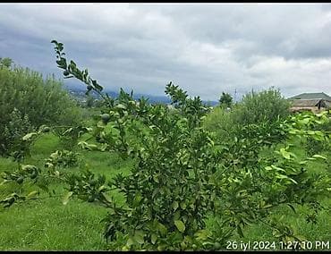 1 otagli evler: 65 kv. m, 10 otaq, Artezian quyusu — 10