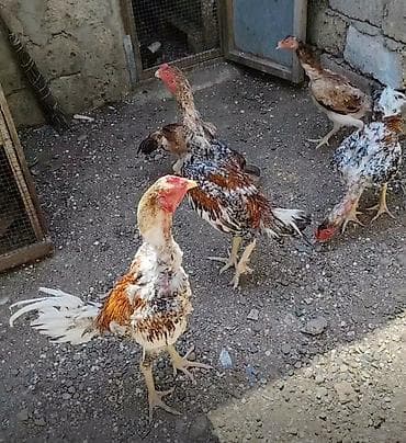 hind toyuğu: Salam heyvanlar goz qabagindadi saglamliglarina cavabdehem, biri — 1