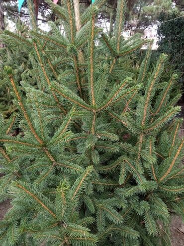 sumax ağacı: Yeni il şamları Pixta və Kremlovski təbii şamlar dibçəkdə topdan en — 28