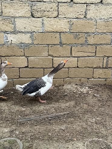 Eşşəklər: Diri çəkisi 4.5kq Qaz – iri cins, sağlam və baxımlı - Rəng — 1