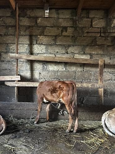 quzu satılır: Təmiz erkək anqus dana satılır. 2 ayın içindədir. Süni mayalanmadan — 2