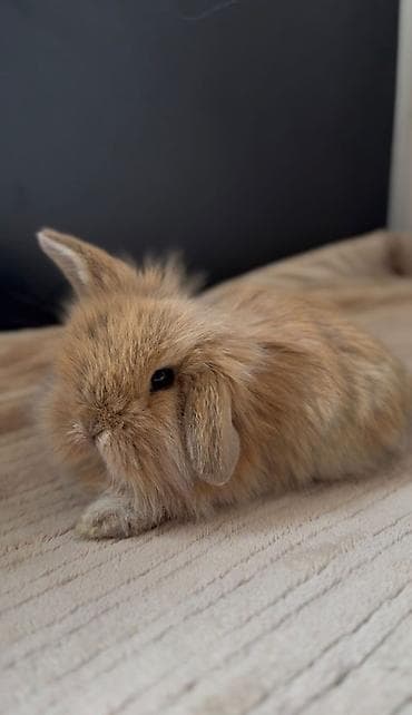 tovuz quwu: Mini lop (qulaqları sallanan) dekorativ dovşan balası - Cins: Mini — 3