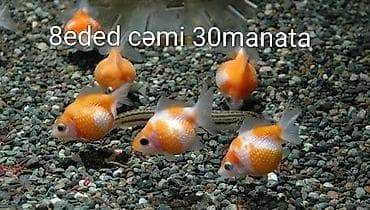 oranda balığı: Oranda 1ədədi 4manat Məhsul: Akvarium üçün qızıl balıq (fantail və — 1