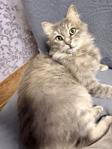 pişiy pulsuz: Qiymetde razilasmag olar — 4