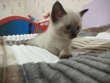 pişik tualet: Şotland, Dişi — 2