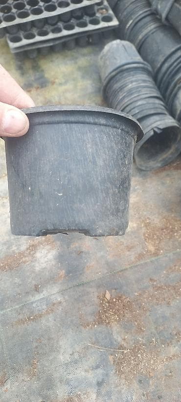 Çöl bitkiləri: Salam dekorativ bitkilər üçün plastik islenmis ve saglam istifadeye — 6