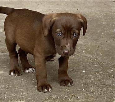qumru quşu rusca: Koker spaniyel, 2 ay, Dişi, Peyvəndli, Ödənişli çatdırılma — 4