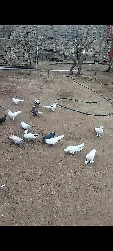 goyərcinler: Salam Hamisi Kom satilir Her reng niwan var Tutulmadi kom wekilde — 1