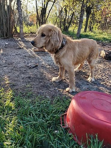 kömeye telesen itler: Spaniyel ov iti 10aylig erkek kola suya girir gusu getirir Goranboy - — 2