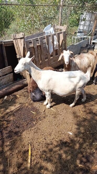 cins ineklerin qiymeti: Məhsul: Keçilər satılır boğaz keçilər sudlü heyvanlardı Qiymət: 400 — 6