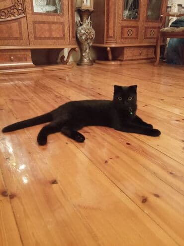 heyvan geyimleri: Şotland yastı qulaq — 2