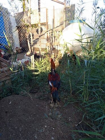 arpa toxumu satışı: Heyratı xoruz satılır 8-ayliqdi 60 AZN satılırbarterdə olunur — 3