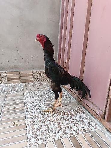 Oh Shamo xoruz satilir 10 aylidi