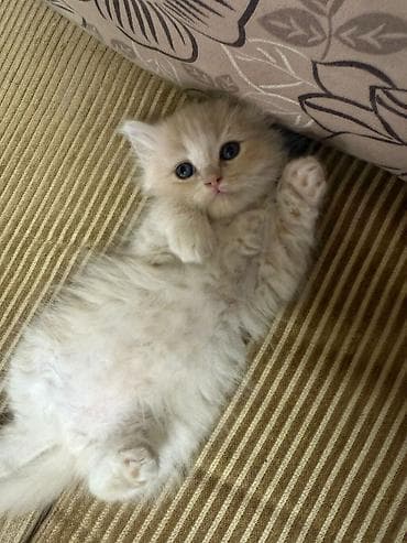 xususi heyvan adlari: Şotland yastı qulaq, Erkək — 2