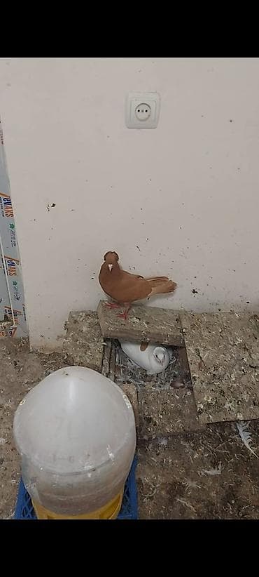 heyvanlar quslar: Sarı kekili erkey tam gizgi. Saglam erkeydir hec biryerinde agi — 3