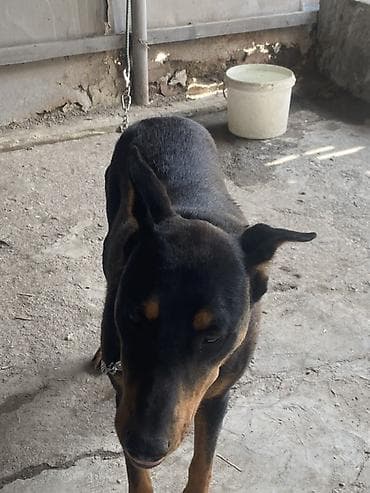 it ucun evler: Doberman, 1 il, Dişi, Peyvəndli, Ünvandan götürmə — 5