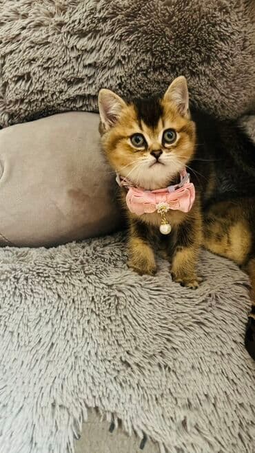 pişik latok: Şinşilla, Dişi — 10