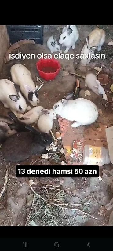 goyərcin yuvalari: Hamsi satlir hopdum 13 denedi 50 azn 4 balaca qalani yekedi — 1