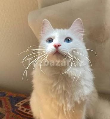 şotland pişik: Türk anqora — 1