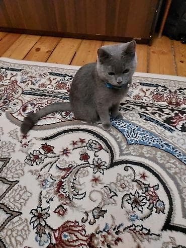 Britan, Yaxşı əllərə