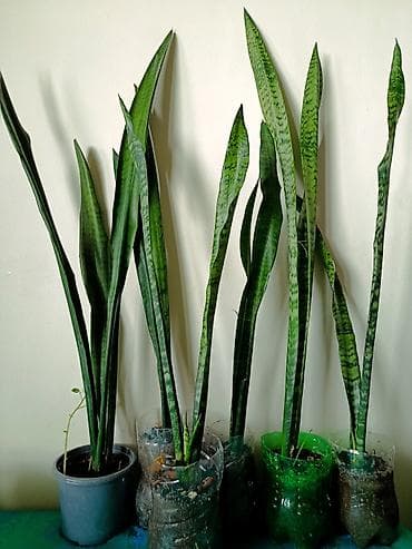 ciledagi bitki: Dibçeksiz adi qabda 5 manat. Gül açan növüdür.Sansevieria zeylanica — 1