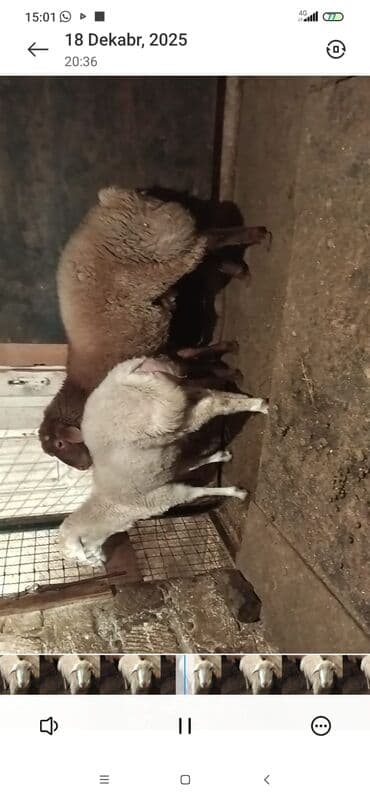 Alfa Romeo: Satılır: Qoyunlar (analıq və bala) - Şəkillərdə iki analıq qoyun və — 3