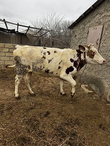 balaca it ucuz: 2 yaşı var. Doğmayıb. Boğaz deyil. Çox iri heyvandır. Hündür və — 5