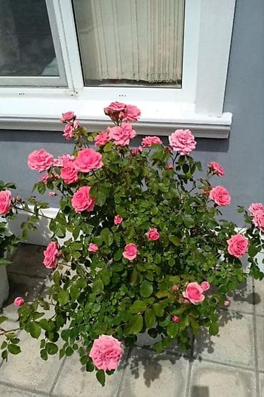 mixek gulunun diger adi nedir: Məhsul: Çəhrayı qızılgül kolları (budaqlı, çoxçalarlı qönçələr) — 1