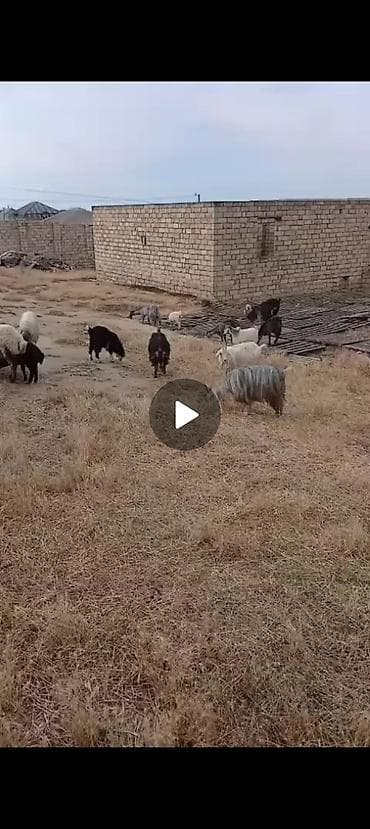 bezekli qoyun sekilleri: 22 baş keçi satılır istəyən olsa ana balali 22 baş kom satılır hamısı — 1