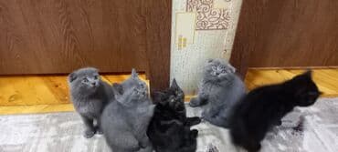 pişik cüt: Britan, Erkək, Dişi, Ünvandan götürmə — 3