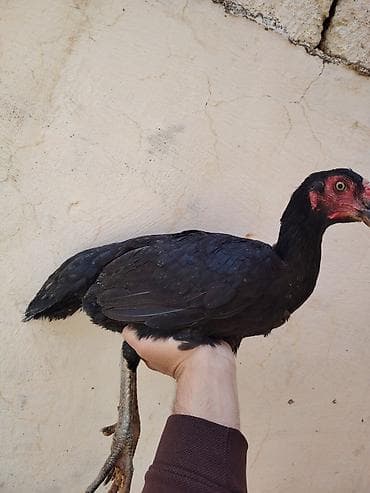 sudluk inek satilir: Toyuq, Damazlıq — 3