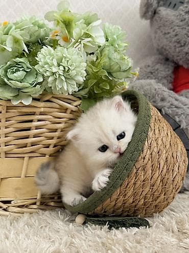 erkey quzular: Britan, Erkək — 1