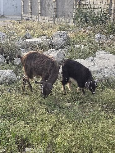 itlerin ucuz qiymete satisi: Heyvanlar tam sağlamdır təcili pul lazım olduğu üçün satılır üçüdə — 9