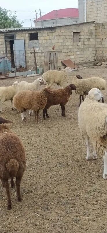 hinduşqa balaları: Erkək, Qala, il: 1, 95 kq, Damazlıq, Südlük, Ətlik, Ünvandan götürmə — 3