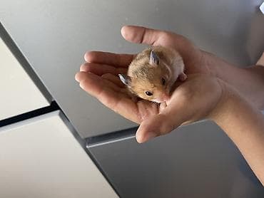 ev qus: Hamster – balaca, mehriban ev heyvanı PULSUZ VERİLİR 4ədəd baladır — 5