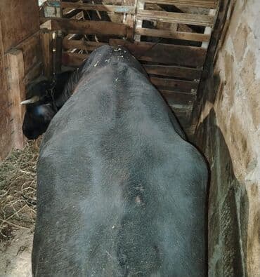 Dana, buzov: 220 kilo eti.olar — 2