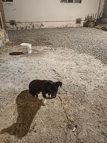 ən gözəl it adları: 4 ay, Erkek, Ünvandan götürmə — 4