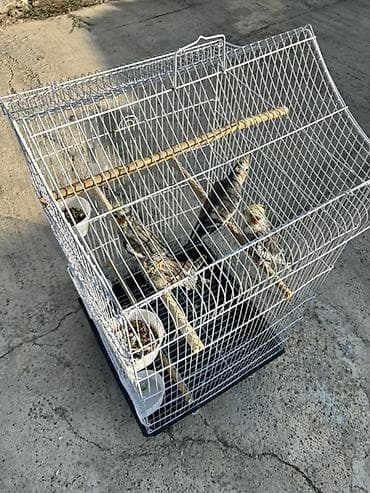 tutuquş: Qəfəs + 4 papuqay. Hamısı bir yerdə satılır, cəmi 100 manata, hər biri — 1